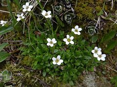 Description de l'image Saxifraga androsacea T90 (3).jpg.