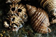 Thatched barnacles (left) and channeled dog winkles (right)