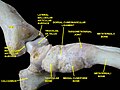 Ankle joint. Deep dissection.