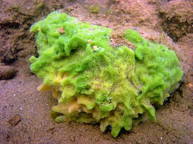 Spongilla lacustris