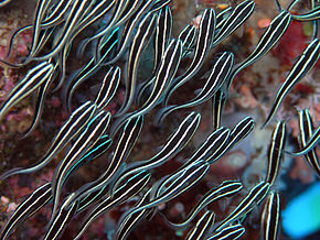 Description de l'image Striped eel catfish.jpg.