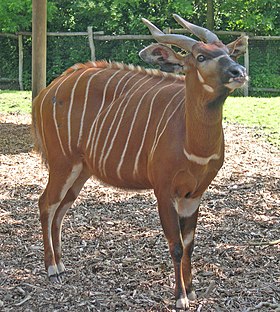 Bongo (Tragelaphus eurycerus)