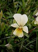 Mountain pansy