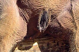 Vulva of an Asian elephant