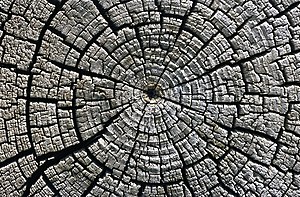 טבעות גדילה על חתך אופקי של עץ, שניזוק מפגעי מזג האוויר. העץ נכרת בסביבות שנת 1111 לספירה לשם בניית בתי הפואבלו בפארק הלאומי ההיסטורי של תרבות צ'אקו.
