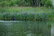 Iris au bord de l'eau.