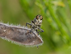 Eutolmus rufibarbis ♂ Frontansicht