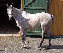 Cheval gris à l'arrêt de profil tournant sa tête vers le spectateur.