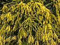 Acacia leiocalyx inflorescences, 7th Brigade Park, Chermside, Queensland.