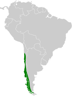 Distribución geográfica del gaucho grande.