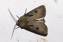 Agrotis exclamationis