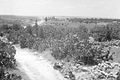 Road leading to Al-Qubab, 1948