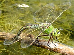 Бабка Anax imperator відкладає яйця