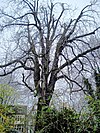 Anne Frank's tree in the back garden