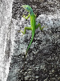 Ödlearten Anolis marmoratus speciosus är endemisk för Guadeloupe i Västindien.