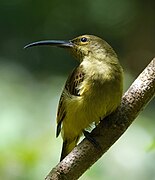 spiderhunter with greenish-brown upperparts and yellowish underparts