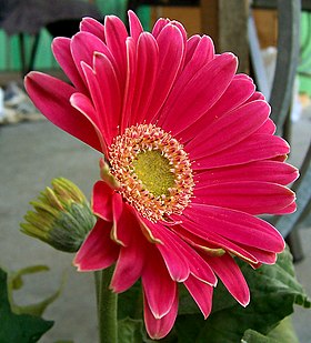 Gerbera em flor.