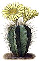 Astrophytum ornatum