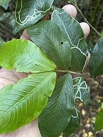 Leaf-miner damage