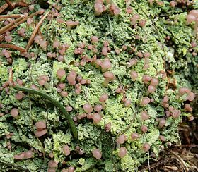 Baeomyces rufus, membro da ordem Baeomycetales