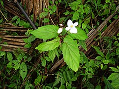 Begonia decandra