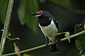 Female Common Wattle-eye (Platysteira cyanea), Uganda