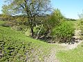 Burggraben und Spuren der Rinder, die um und auf dem Burgberg weiden.