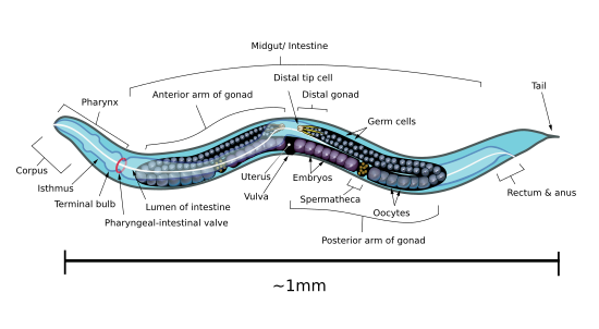 Caenorhabditis elegans diagram