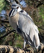 Boat-billed heron