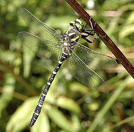 Cordulegaster boltonii, самець