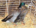 Couple de canards coureurs indiens sauvage (couleur colvert)