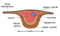 Image 30Cross-section of wing vein (from Insect morphology)