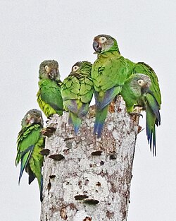 a group of 6 dusky-headed parakeets on top of a dead tree in eastern Ecuador