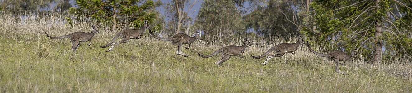 Eastern grey kangaroo hopping, by Charlesjsharp