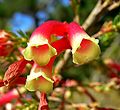 Erica versicolor