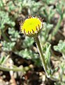 Erigeron vagus