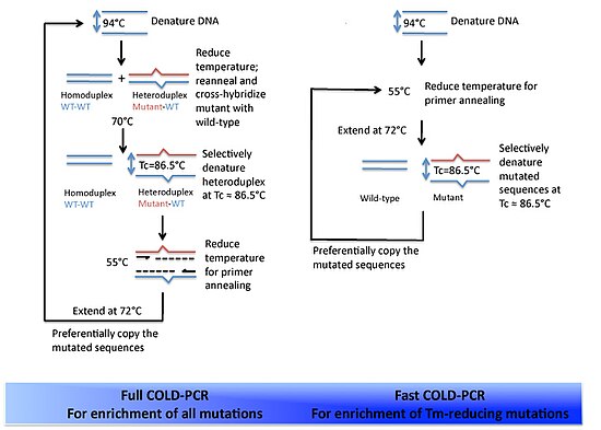 An overview of full COLD-PCR in comparison to fast COLD-PCR.