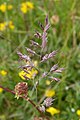 red fescue (Festuca rubra)