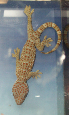 Description de l'image Gekkoninae_Gekko_gecko.png.