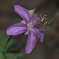 finally got a decent Purple Geranium, near Rio Mora campground, Santa Fe National Forest