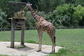 Giraffe at a feeding station.