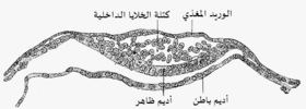 Section through embryonic disk of Vespertilio murinus.