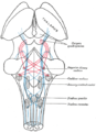 Scheme showing the course of the fibers of the lemniscus; medial lemniscus in blue, lateral in red