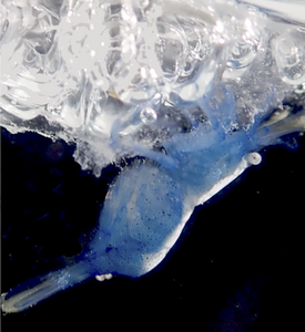 Hippolytid shrimp perched on a discarded Janthina bubble raft