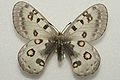 Parnassius honrathi