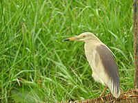 Indian Pond Heron in Mangalajodi, Odisha