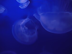 Jellyfish_(113037545)