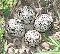 Four Killdeer eggs in their characteristic pattern