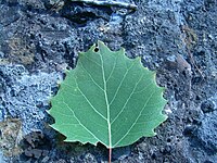 Leaf of Populus grandidentata.