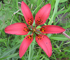 Lilium philadelphicum[англ.]